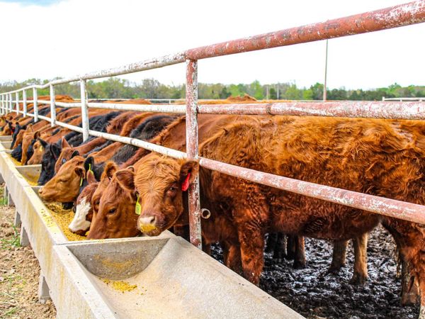 1602 NE 1289 Road, Osceola, MO 64776