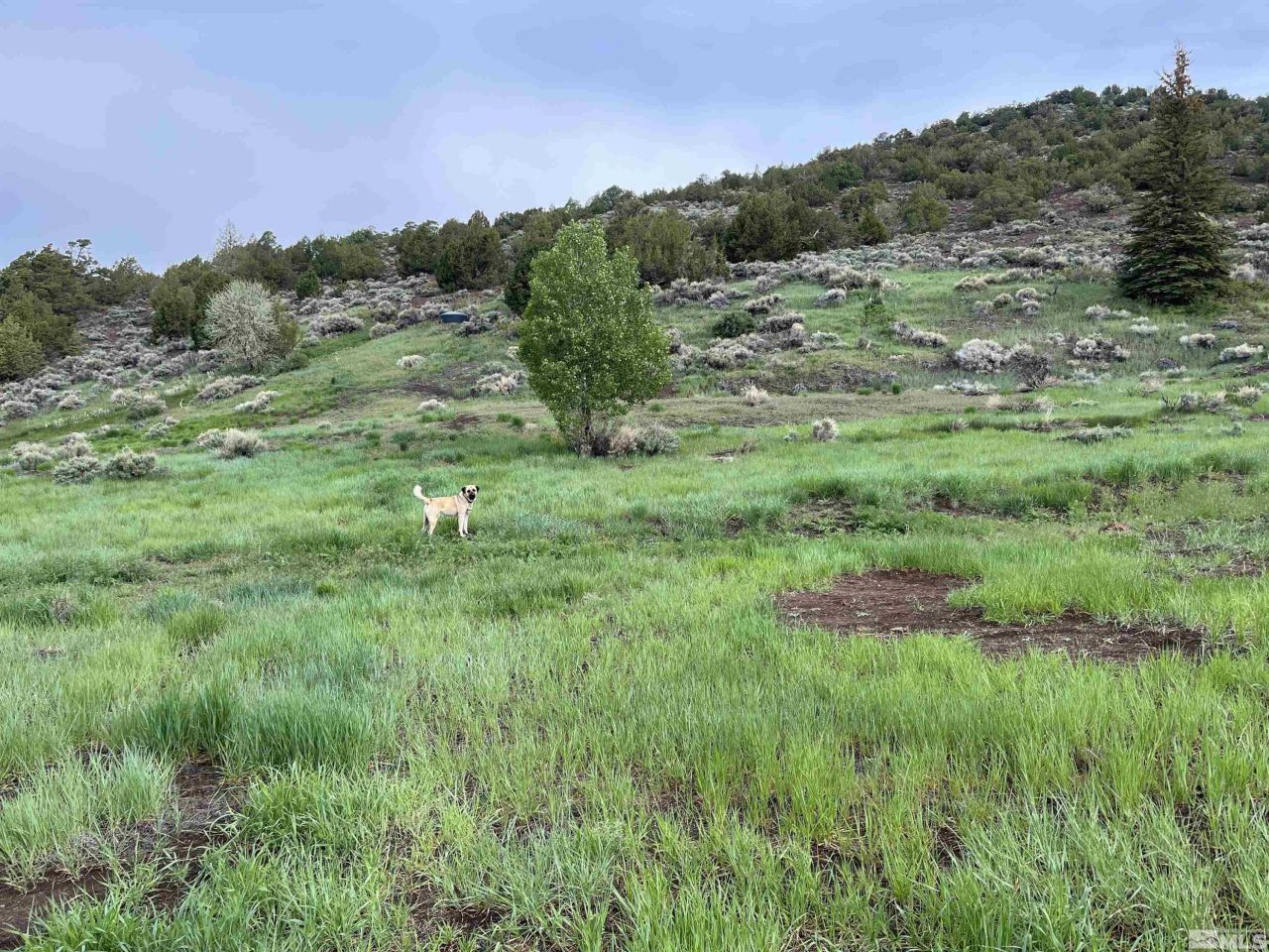 8531 Quaking Aspen Road, Lot #1,2,3,4,5,, Reno, NV 89510 Photo