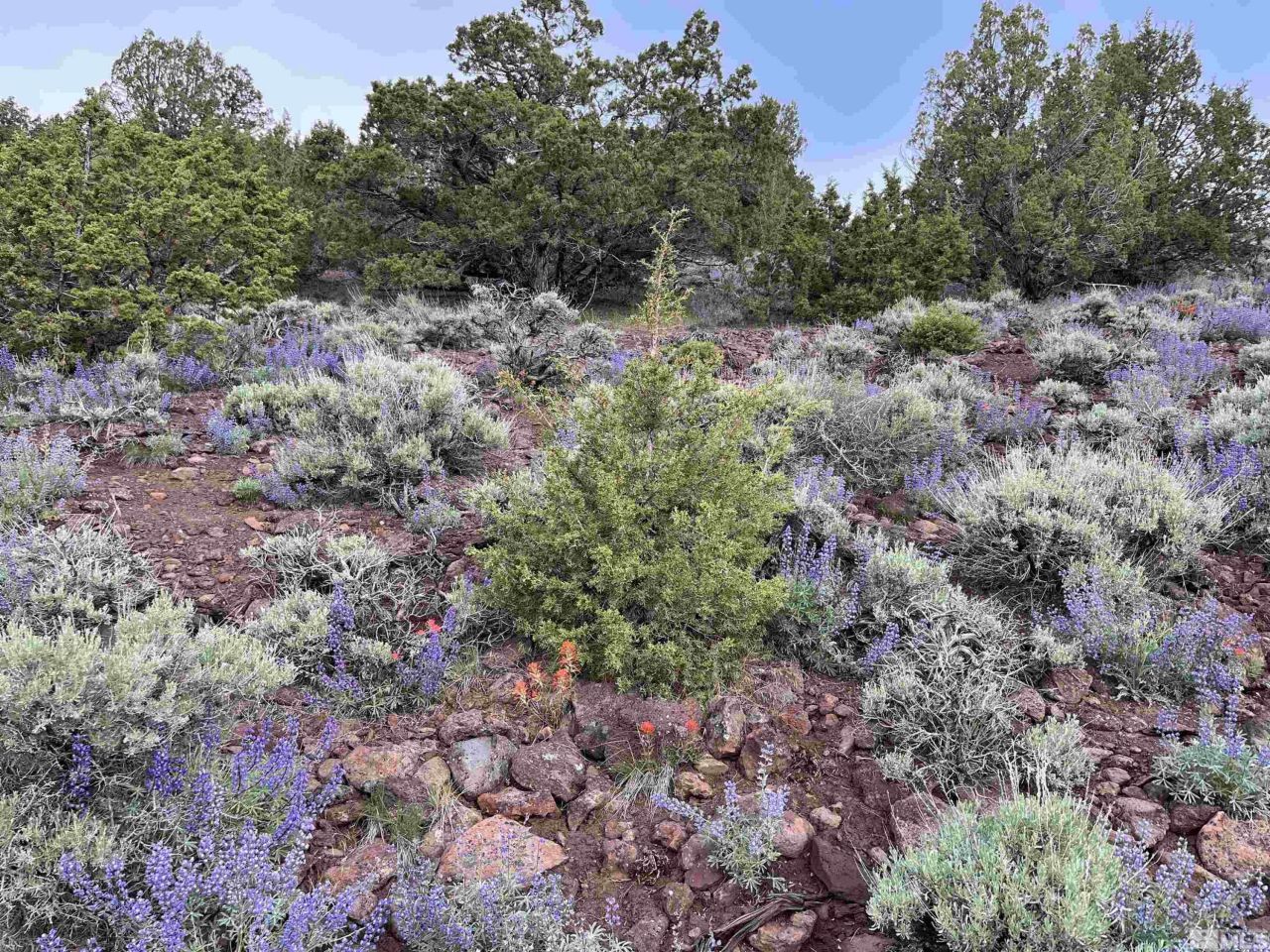 8531 Quaking Aspen Road, Lot #1,2,3,4,5,, Reno, NV 89510 Photo