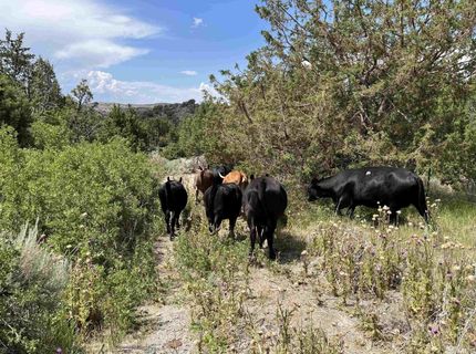 8531 Quaking Aspen Road, Lot #1,2,3,4,5,, Reno, NV 89510 Photo