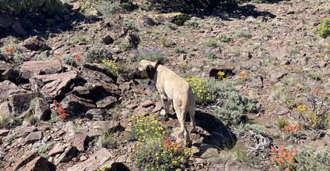 8531 Quaking Aspen Road, Lot #1,2,3,4,5,, Reno, NV 89510 Photo