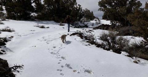 8531 Quaking Aspen Road, Lot #1,2,3,4,5,, Reno, NV 89510 Photo