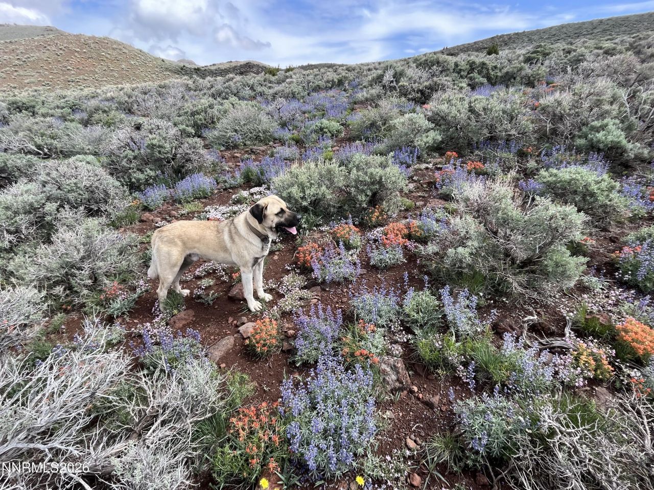 8531 Quaking Aspen Road, Lot #1,2,3,4,5,, Reno, NV 89510 Photo