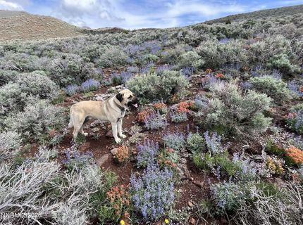 8531 Quaking Aspen Road, Lot #1,2,3,4,5,, Reno, NV 89510 Photo