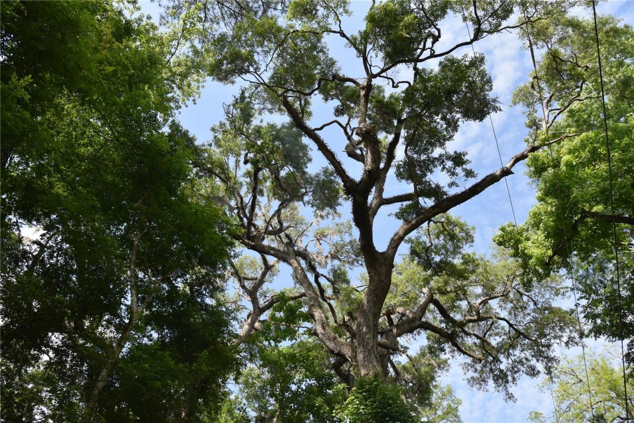 3019 NE 709th Avenue, Old Town, FL 32680 Photo