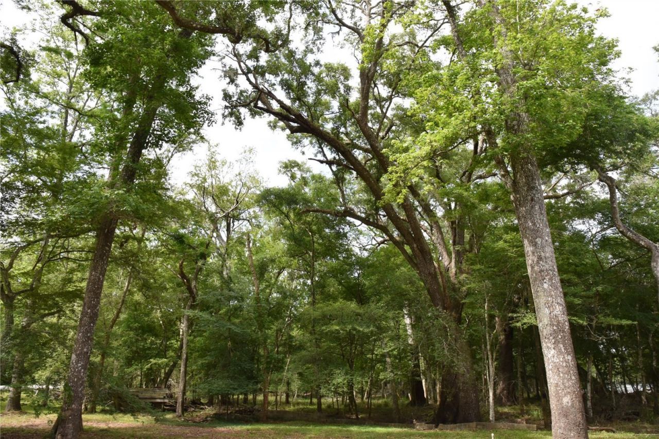 3019 NE 709th Avenue, Old Town, FL 32680 Photo