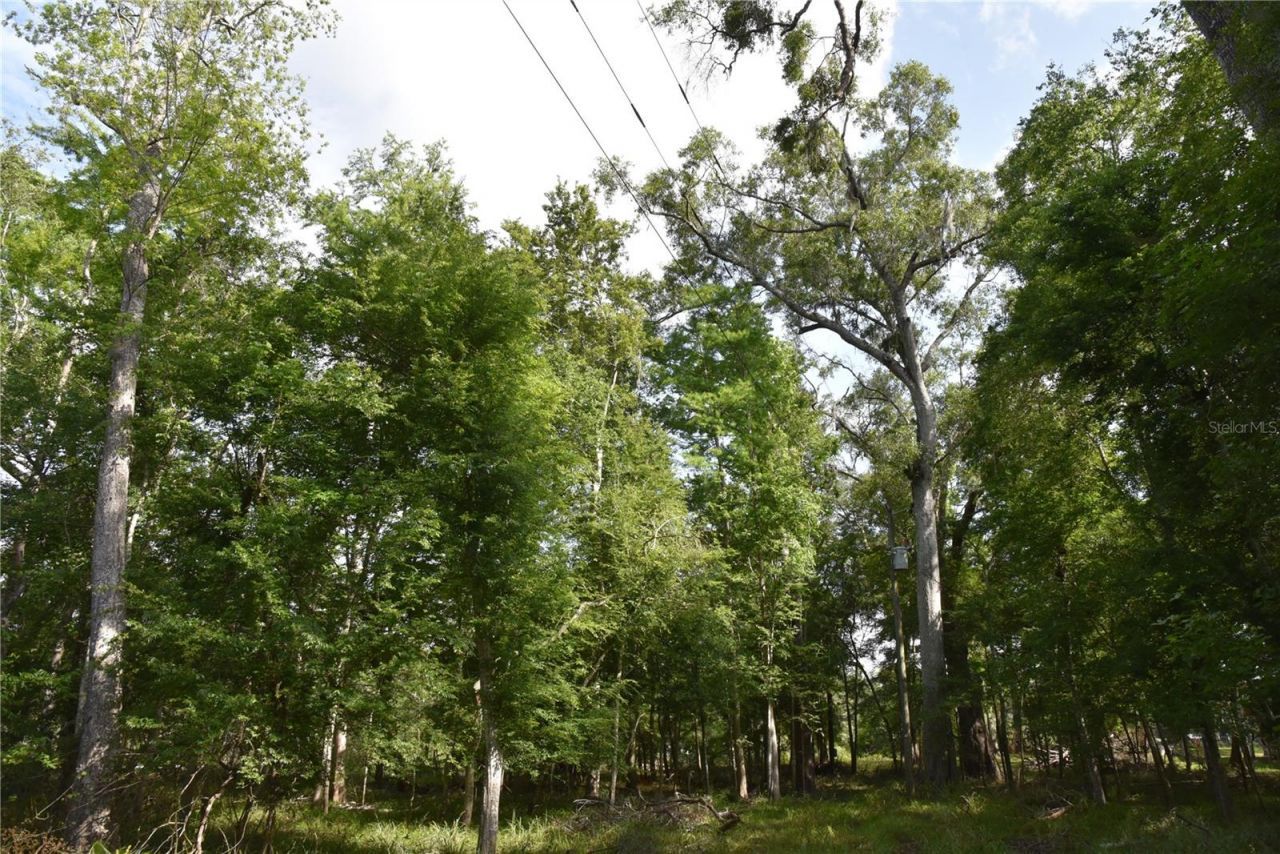 3019 NE 709th Avenue, Old Town, FL 32680 Photo