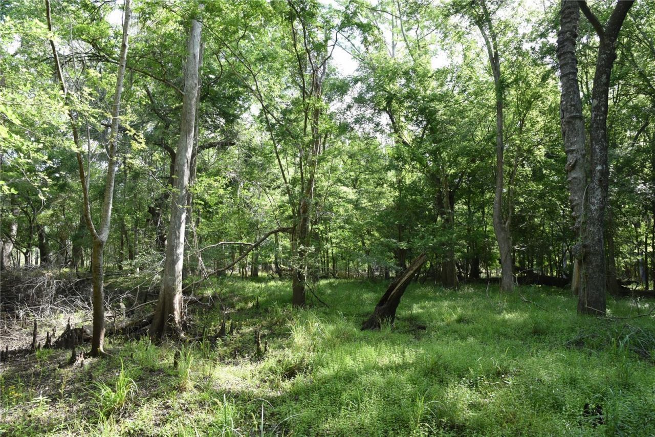 3019 NE 709th Avenue, Old Town, FL 32680 Photo