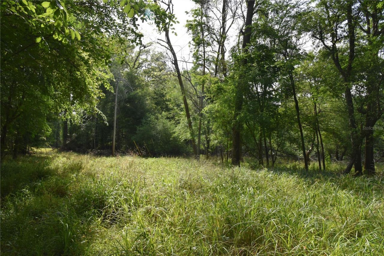 3019 NE 709th Avenue, Old Town, FL 32680 Photo