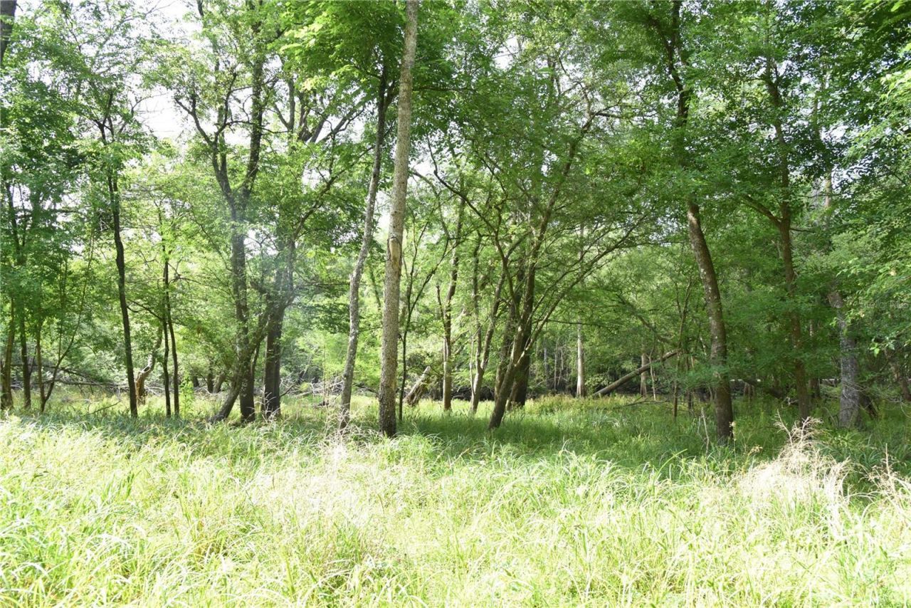 3019 NE 709th Avenue, Old Town, FL 32680 Photo