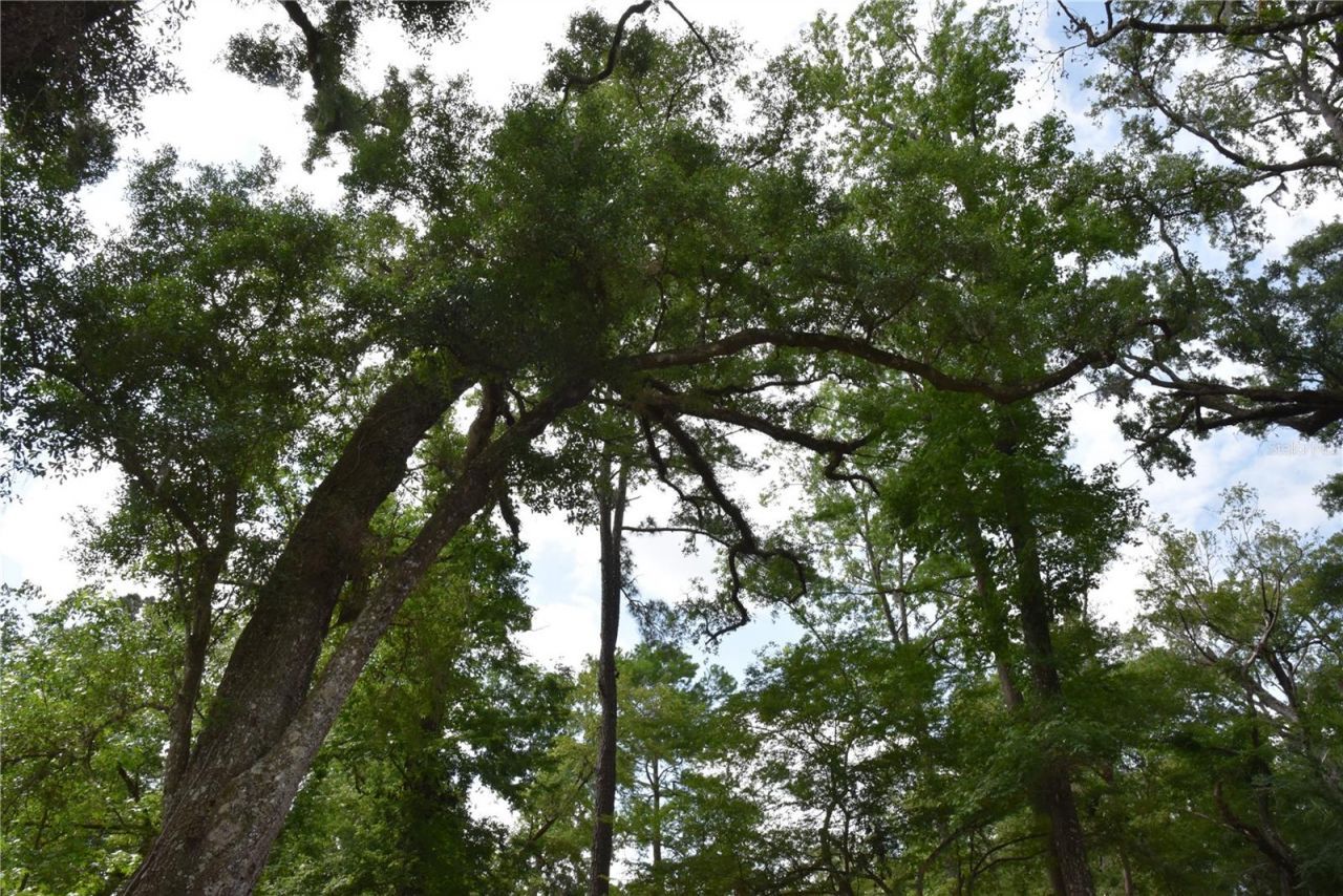 3019 NE 709th Avenue, Old Town, FL 32680 Photo