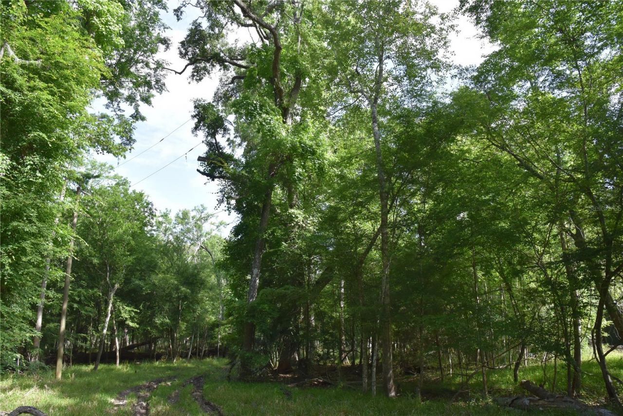 3019 NE 709th Avenue, Old Town, FL 32680 Photo