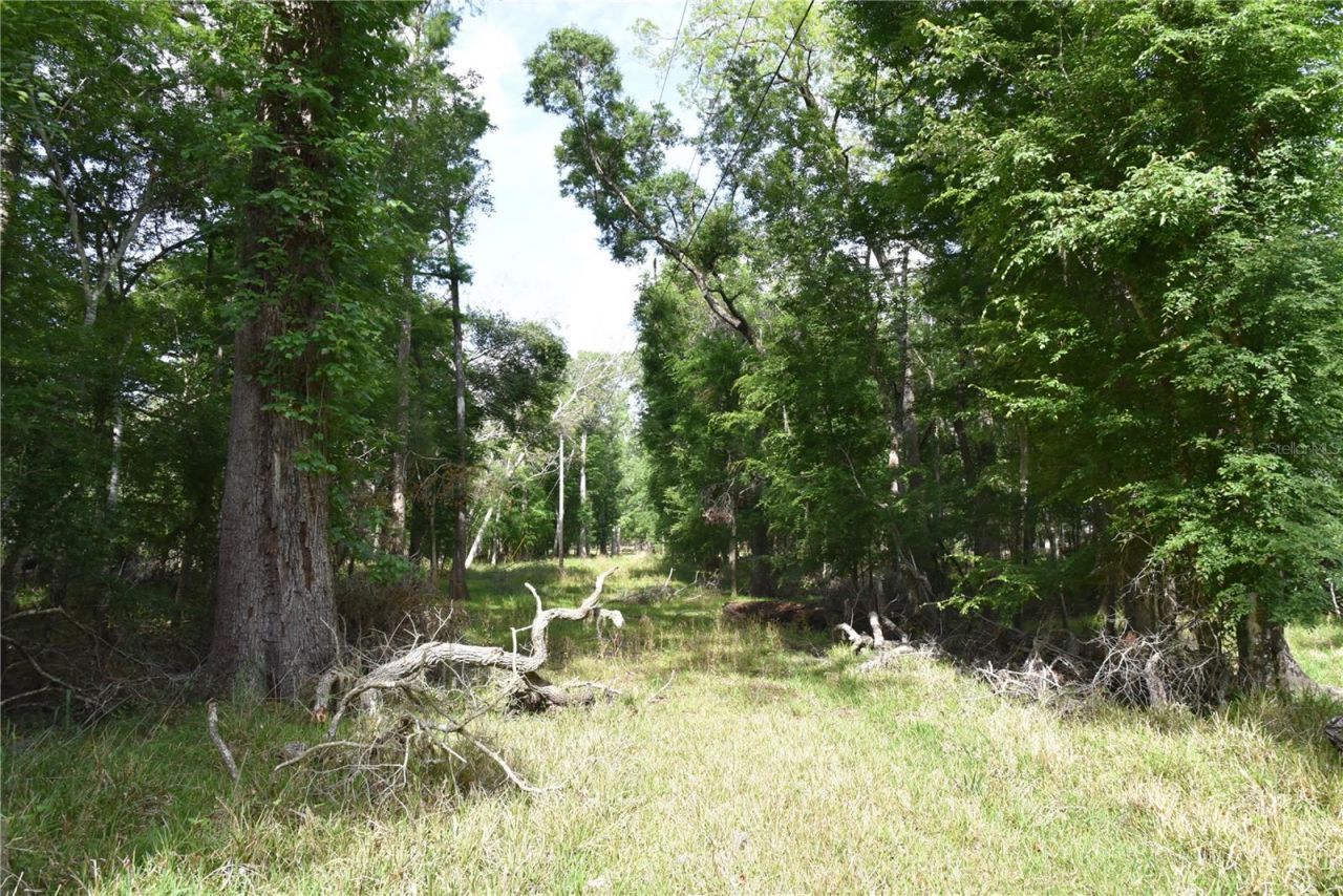 3019 NE 709th Avenue, Old Town, FL 32680 Photo