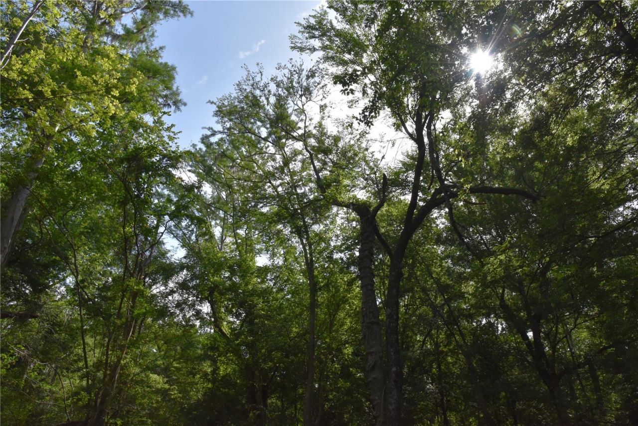 3019 NE 709th Avenue, Old Town, FL 32680 Photo