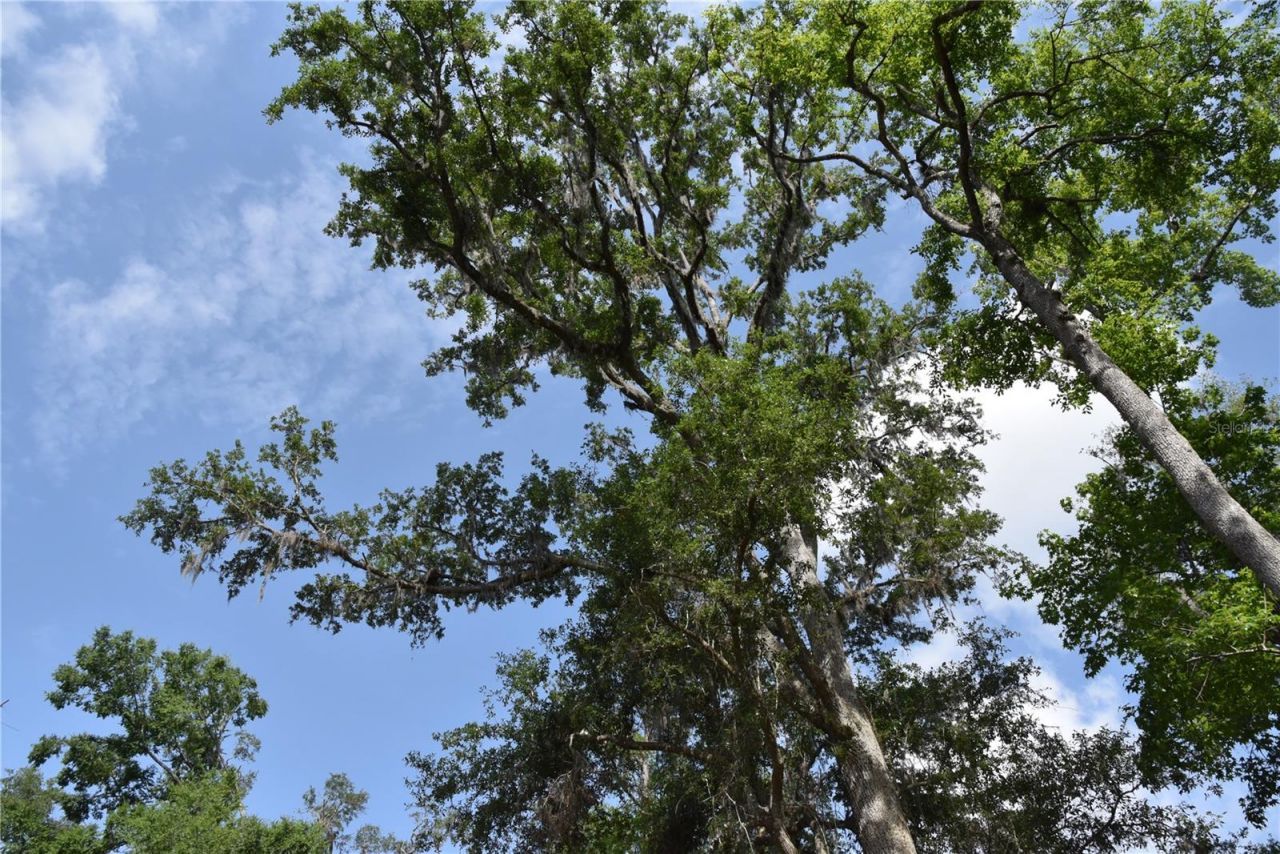 3019 NE 709th Avenue, Old Town, FL 32680 Photo