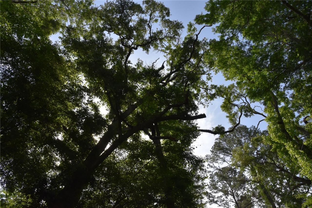 3019 NE 709th Avenue, Old Town, FL 32680 Photo