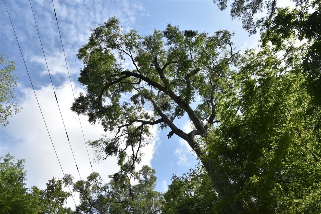 3019 NE 709th Avenue, Old Town, FL 32680 Photo