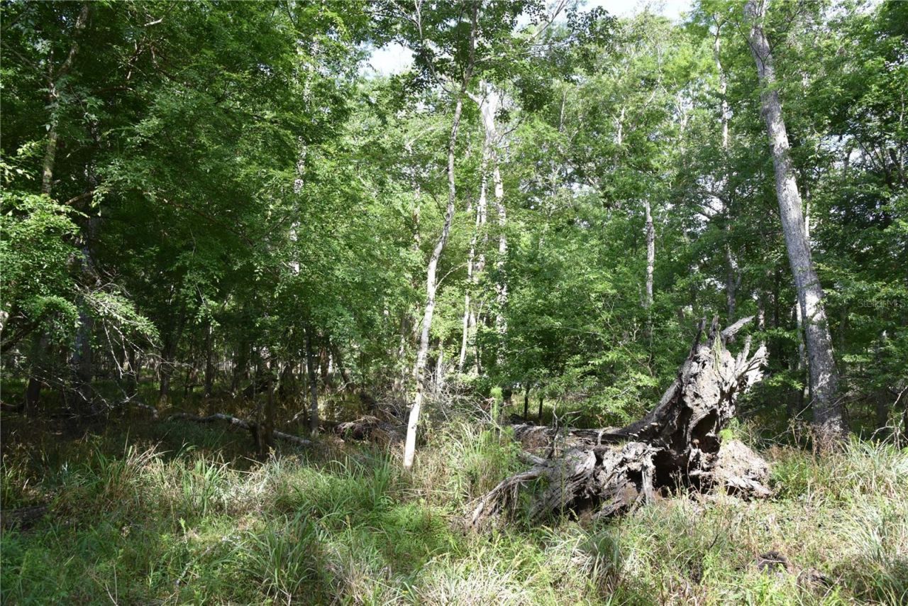 3019 NE 709th Avenue, Old Town, FL 32680 Photo