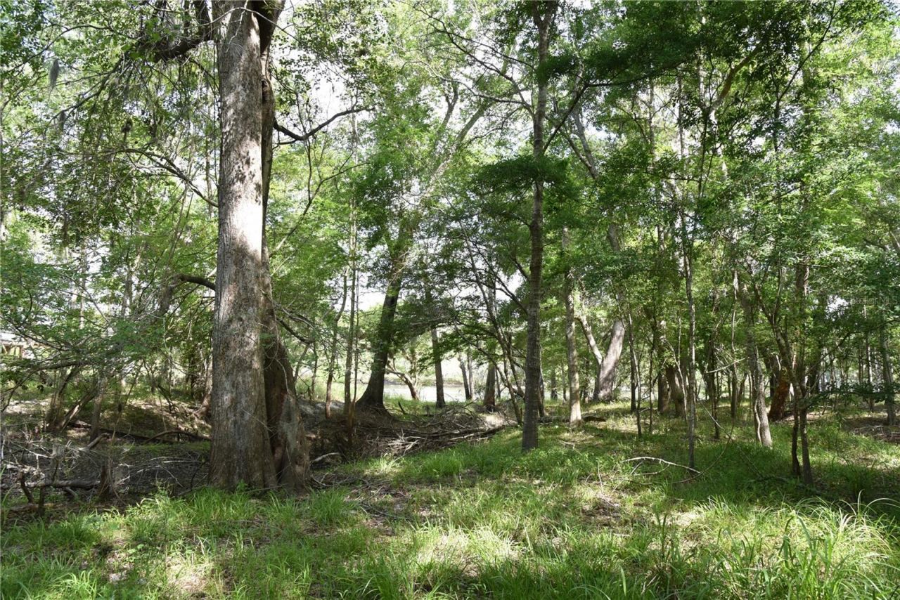 3019 NE 709th Avenue, Old Town, FL 32680 Photo