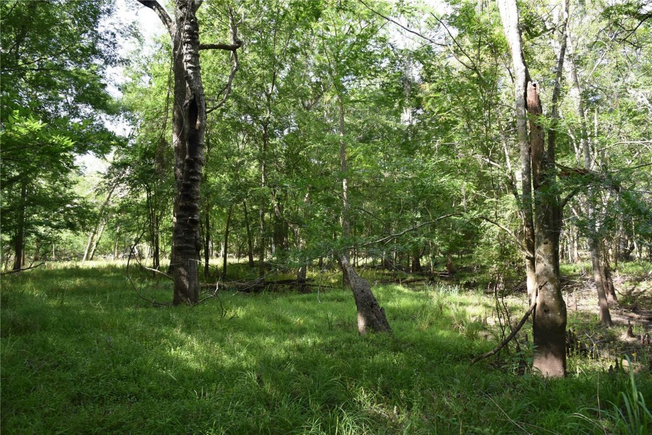 3019 NE 709th Avenue, Old Town, FL 32680 Photo