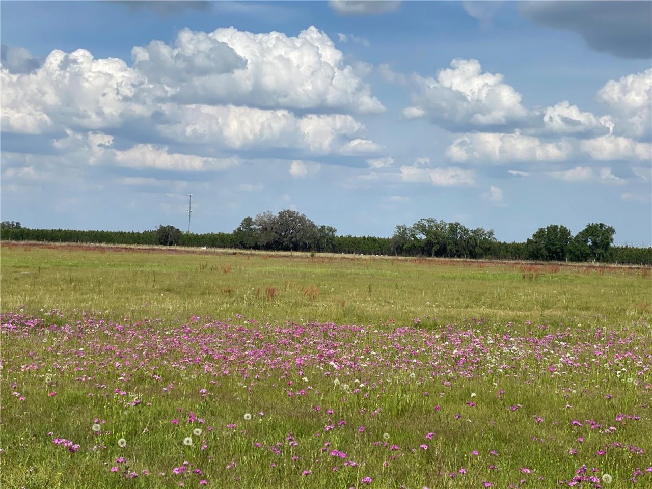 0 Sr 345, Chiefland, FL 32626 Photo