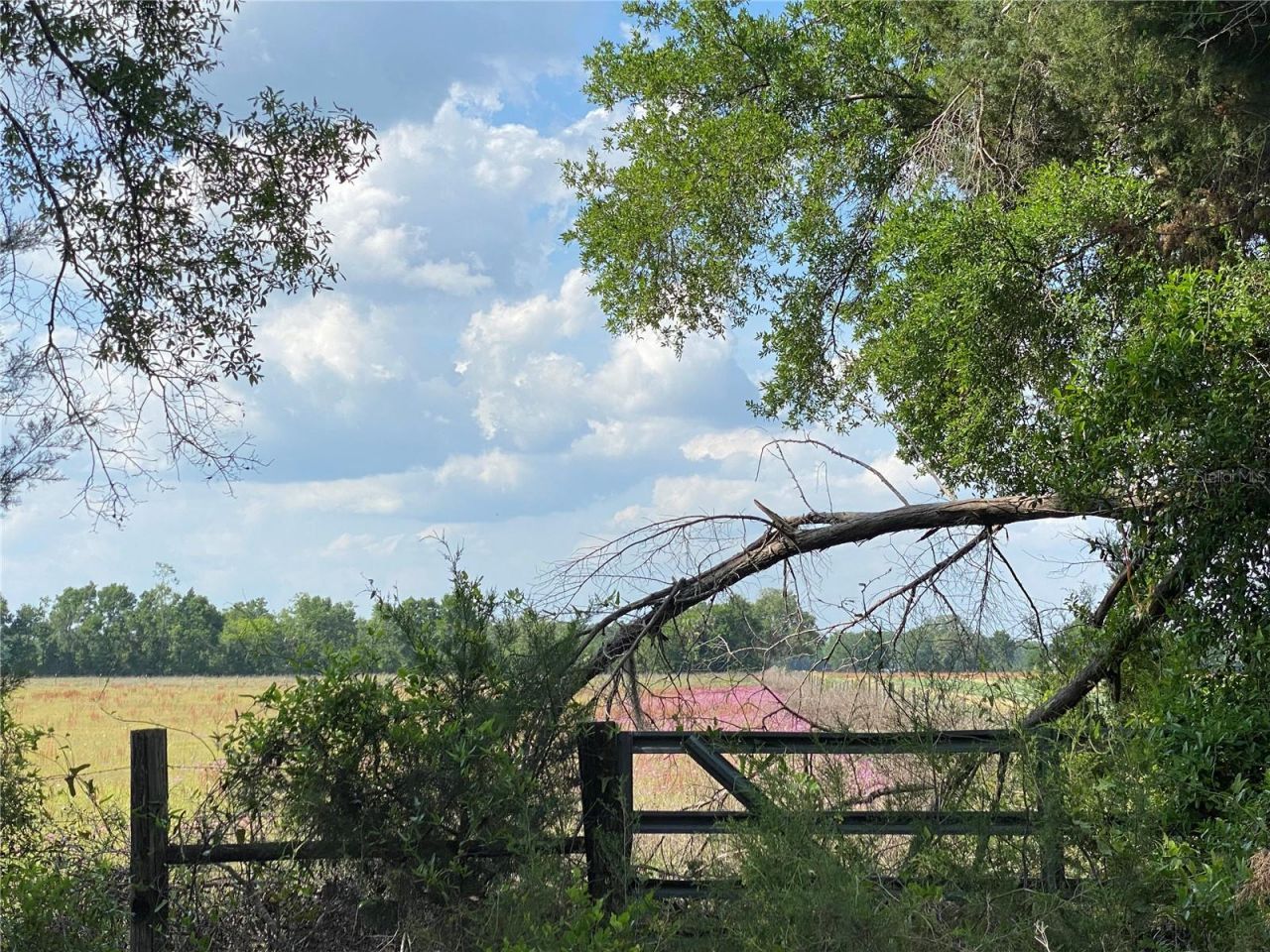 0 Sr 345, Chiefland, FL 32626 Photo