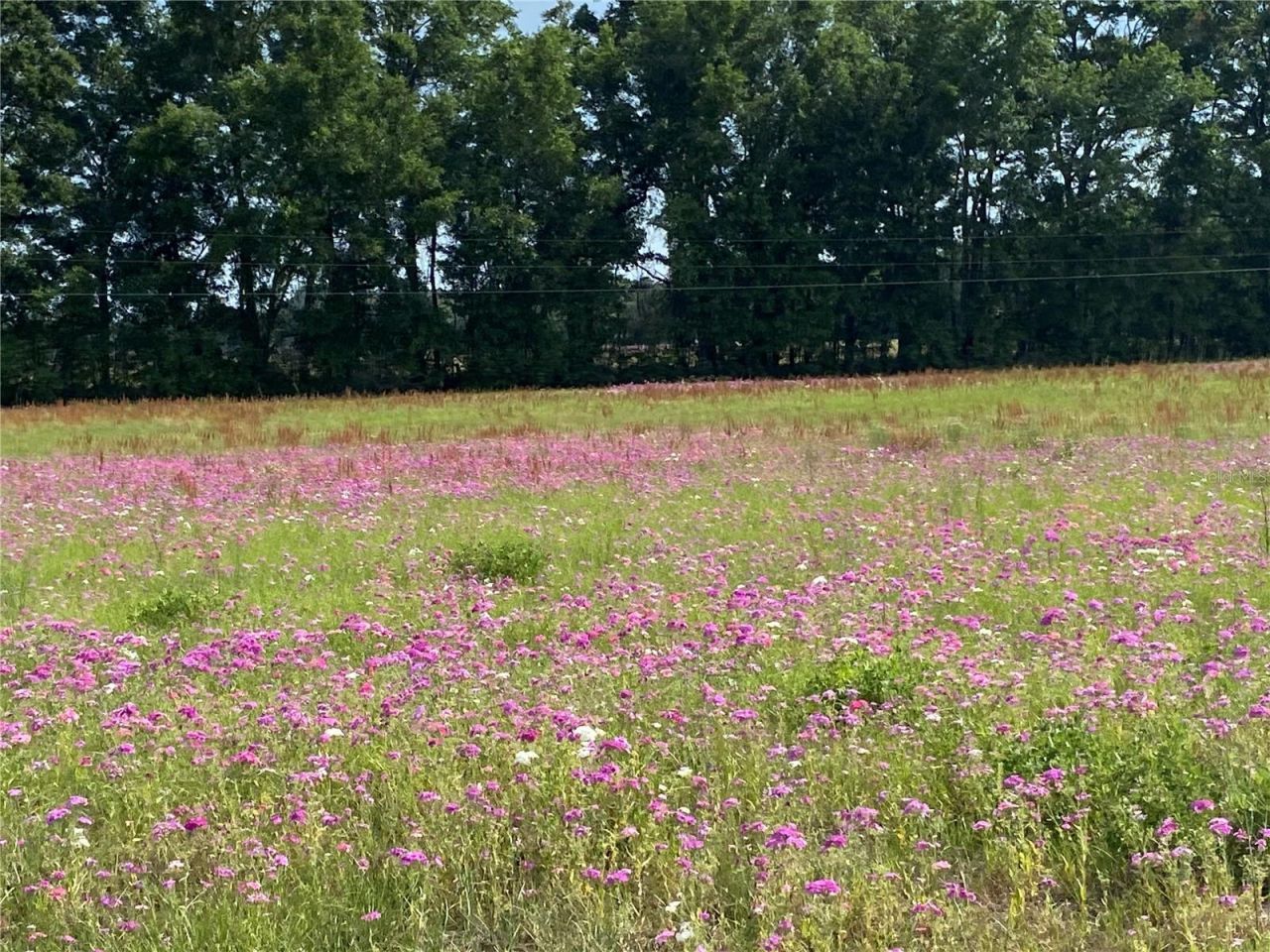 0 Sr 345, Chiefland, FL 32626 Photo