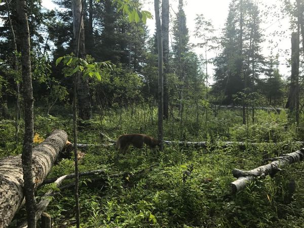 Sec: 2 TWP: 61.0 RG: 19 Lot: BLK: AC, Angora, MN 55703