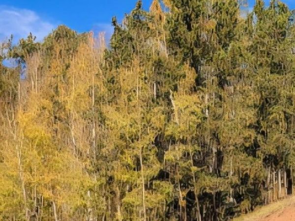 864 Wellington Dr, Cripple Creek, CO 80813