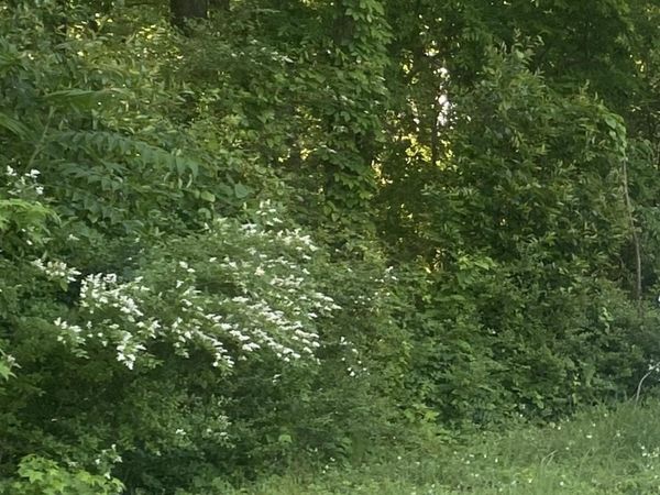 Lot 10-11 Blair Street S, Florence, AL 35630