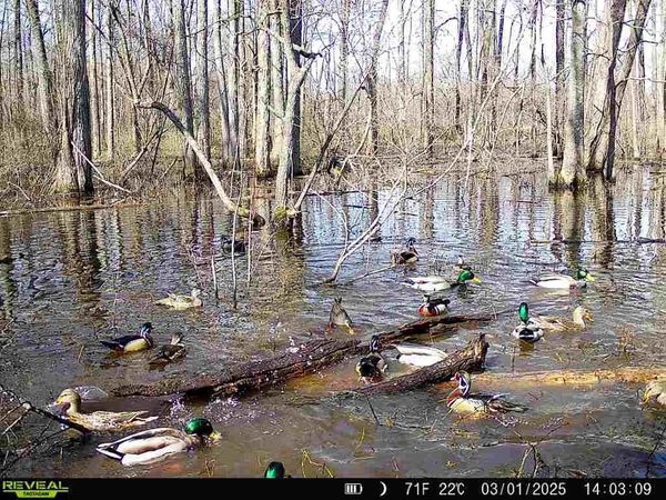 483 PHILLIPS 131 RD, Marvell, AR 72366