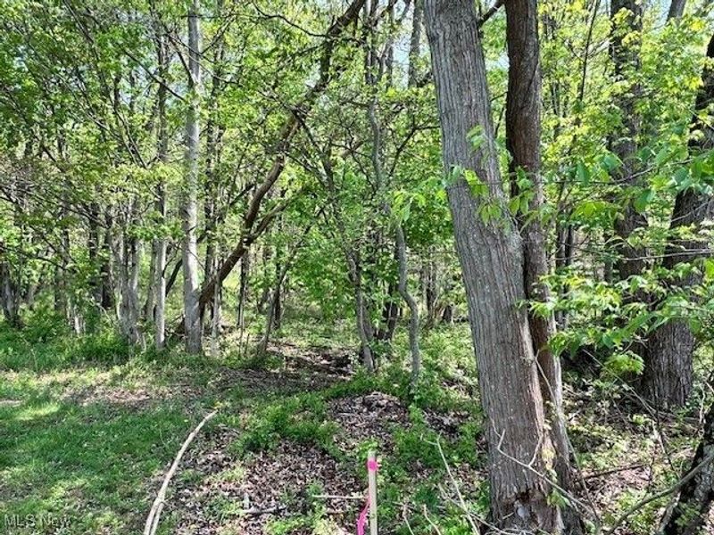 Royal Street, Midvale, OH 44653 Photo 3