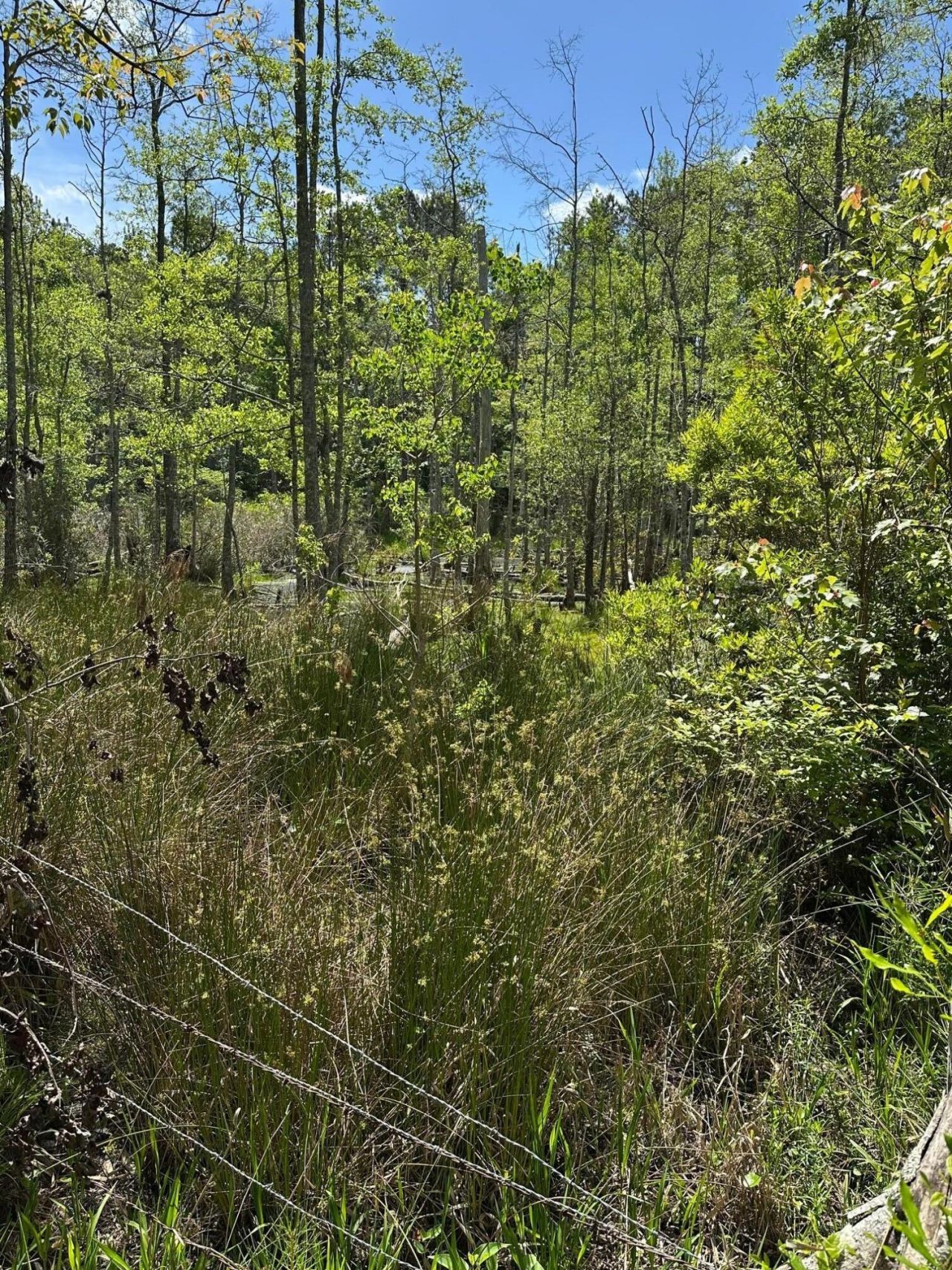 8441 Willtown Road Photo 15