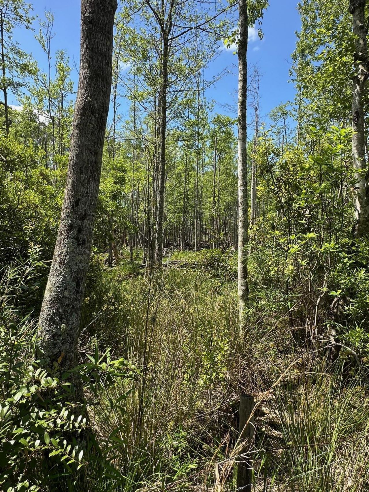 8441 Willtown Road Photo 16