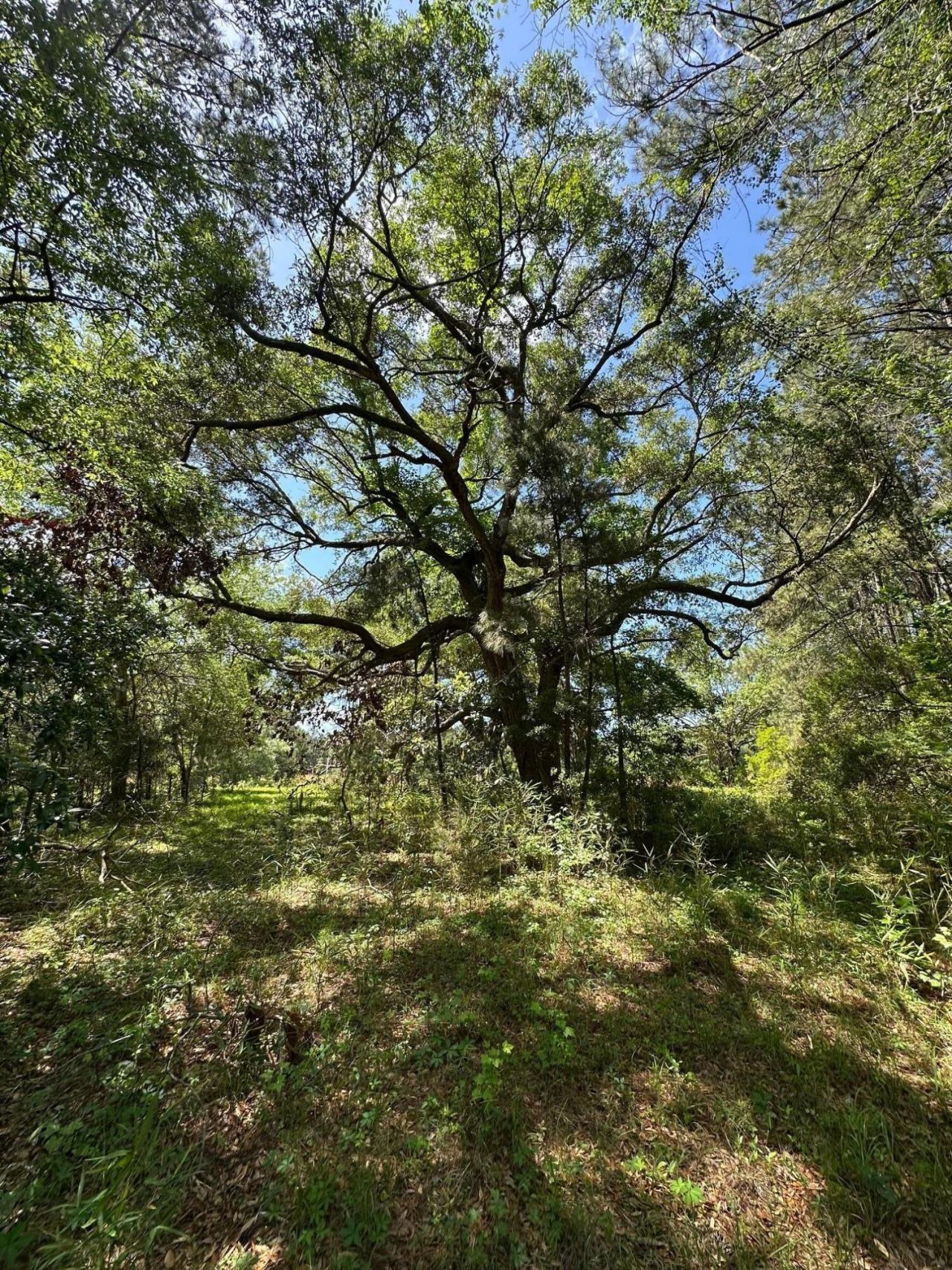 8441 Willtown Road Photo 18