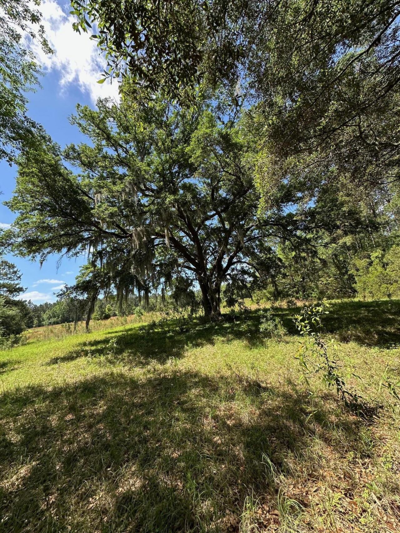 8441 Willtown Road Photo 19