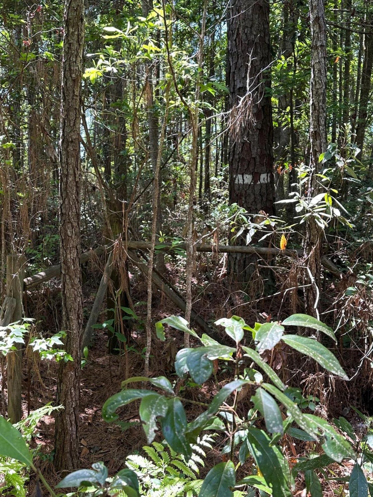 8441 Willtown Road Photo 7