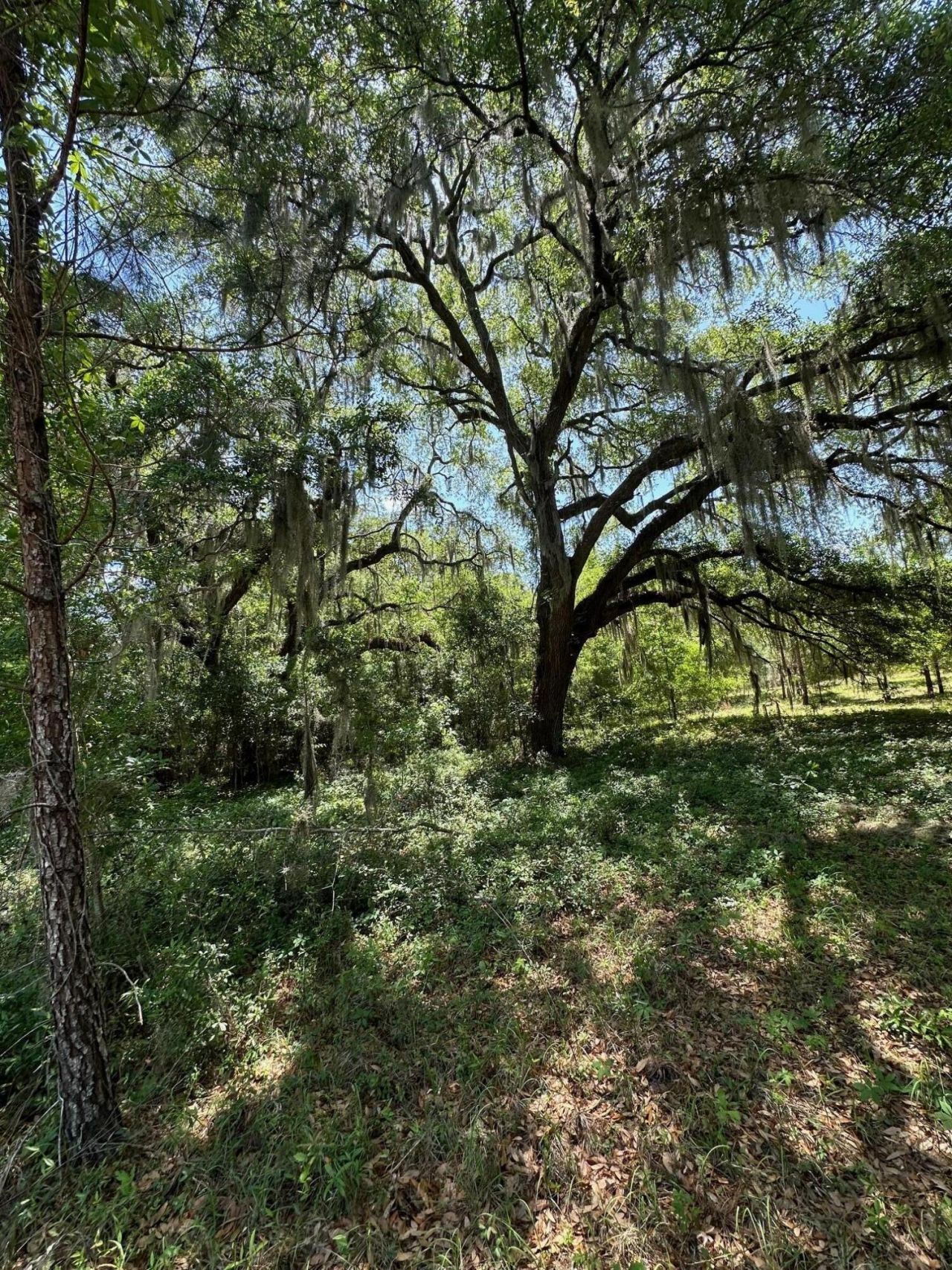 0 Willtown Road Photo 14