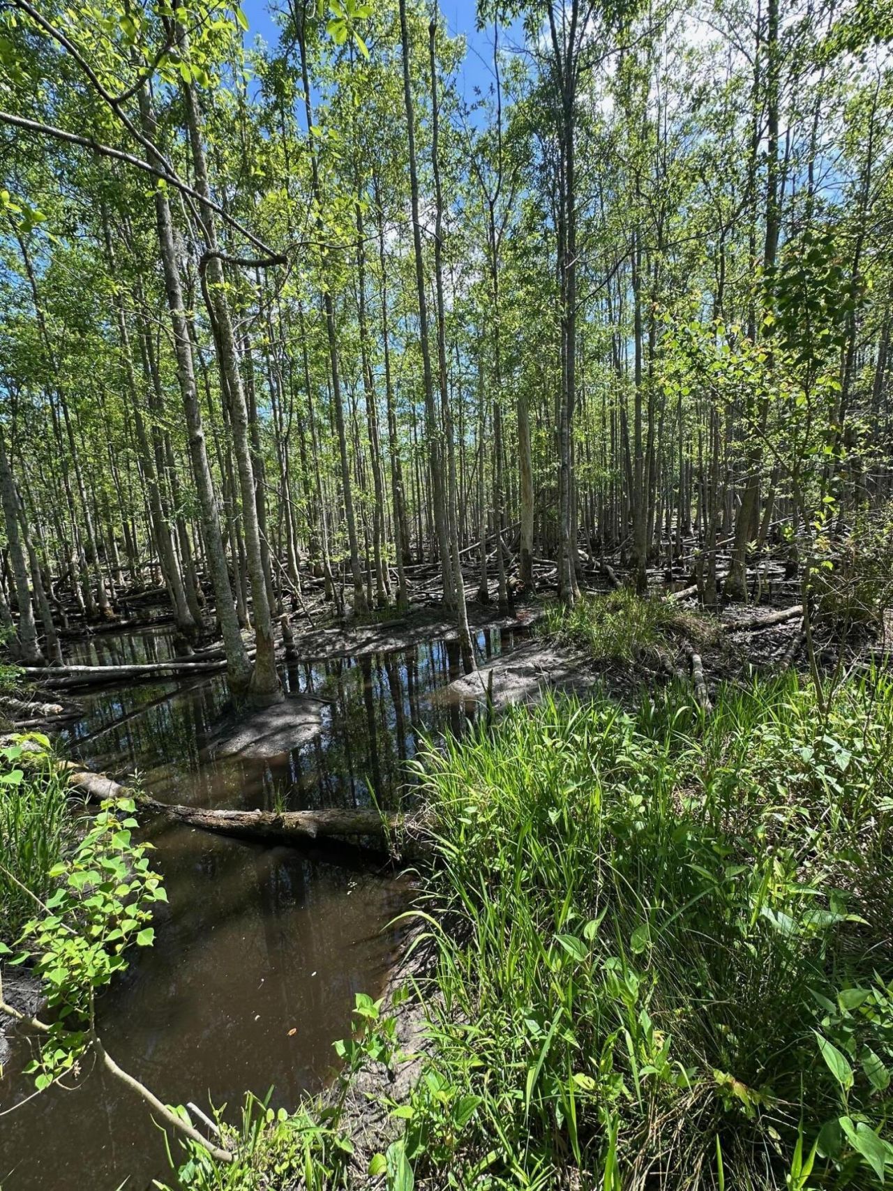 0 Willtown Road Photo 17