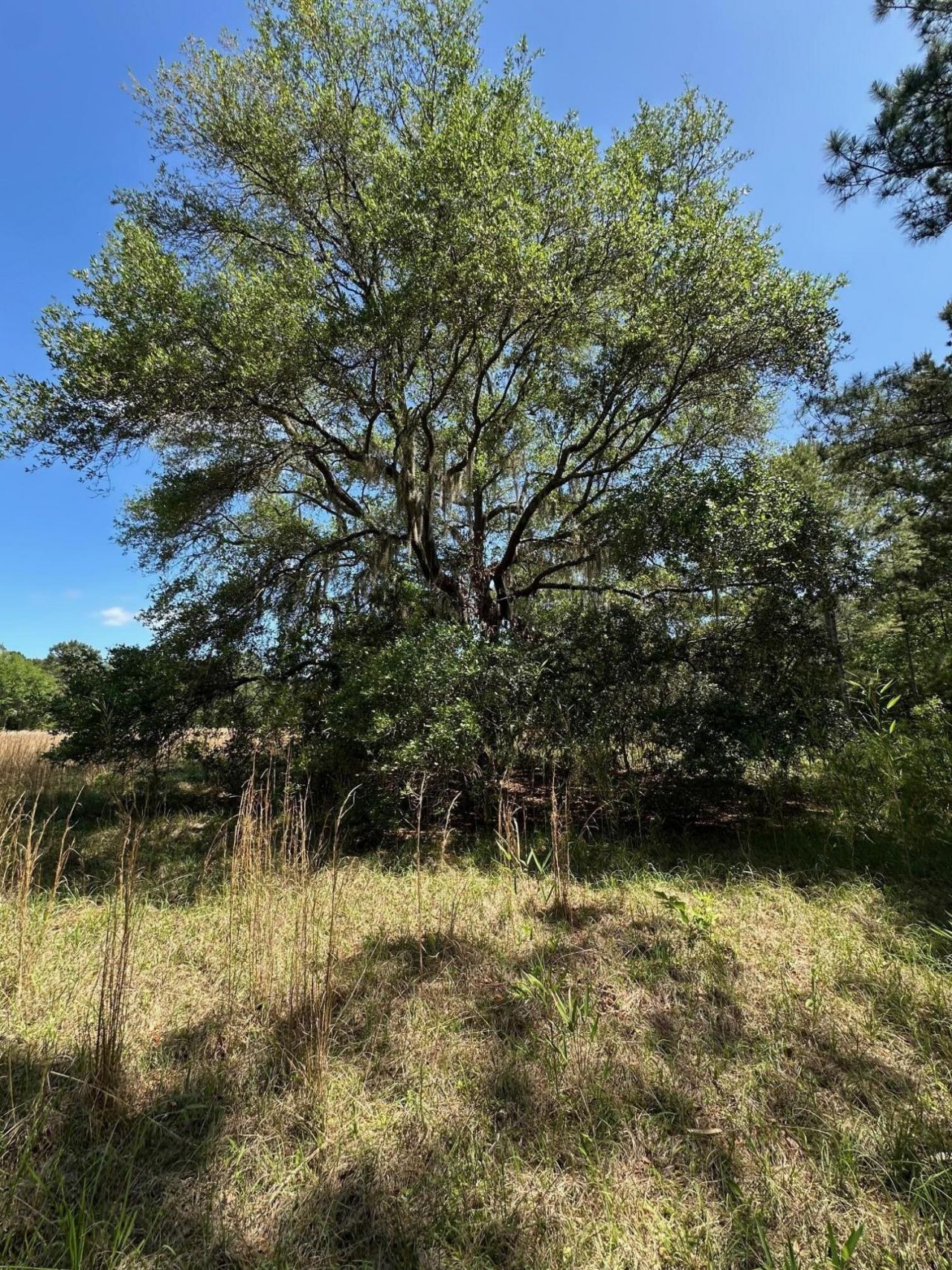 0 Willtown Road Photo 9