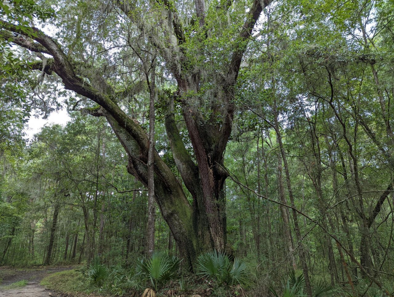 21 Middleton Oaks Road Photo 13