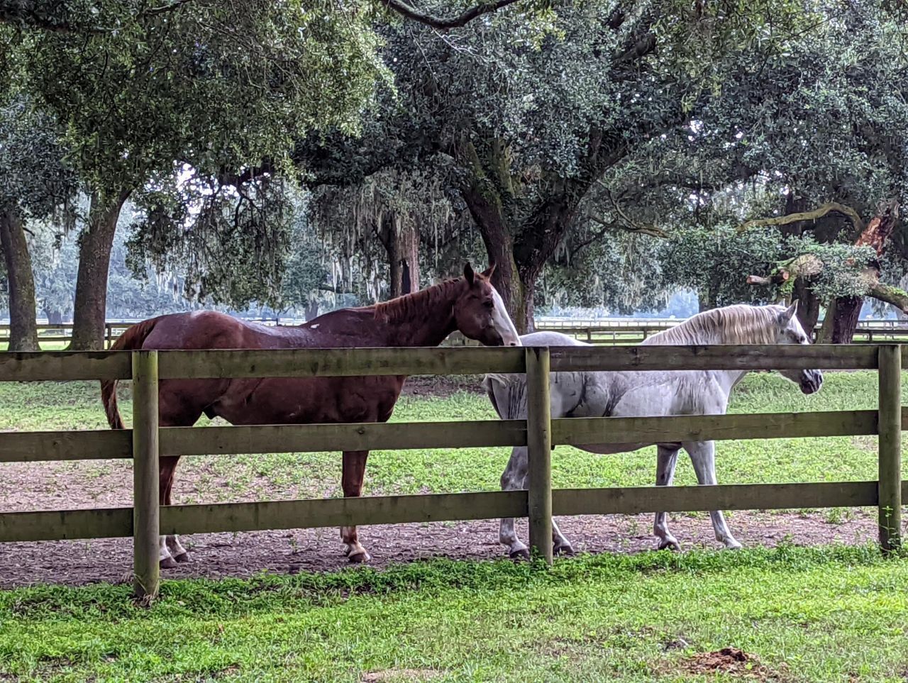 21 Middleton Oaks Road Photo 21