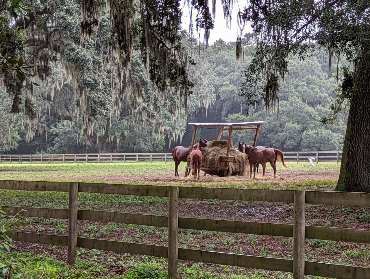 21 Middleton Oaks Road Photo 4