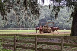 21 Middleton Oaks Road photo 4