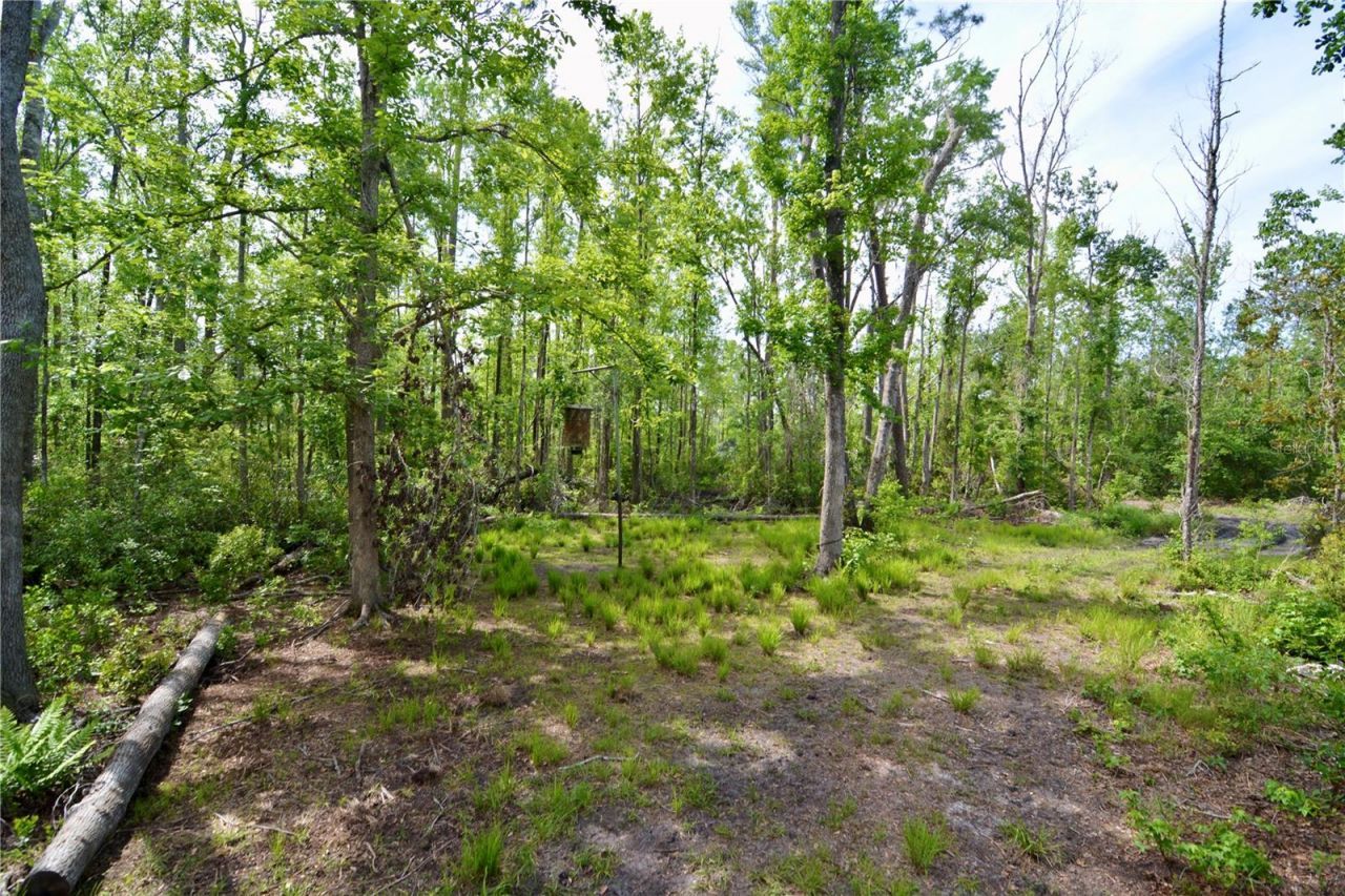 Rock Island Road, Perry, FL 32347 Photo