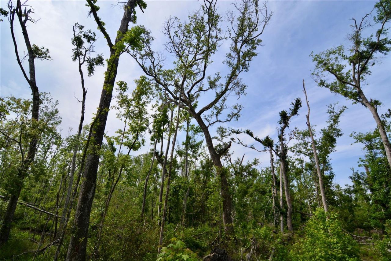 Rock Island Road, Perry, FL 32347 Photo