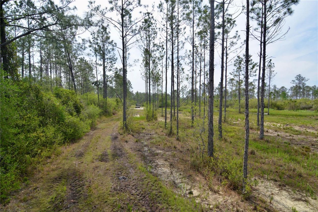 Rock Island Road, Perry, FL 32347 Photo