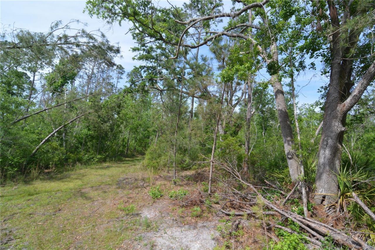 Rock Island Road, Perry, FL 32347 Photo