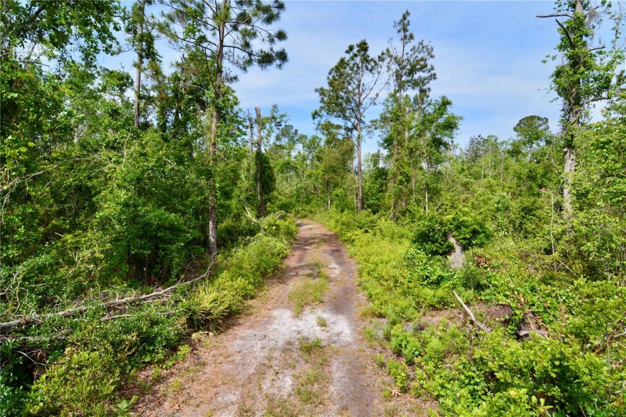 Rock Island Road, Perry, FL 32347 Photo