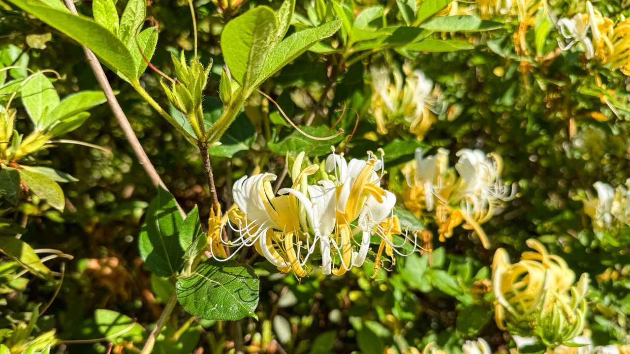 0 Norris Drive Photo 10